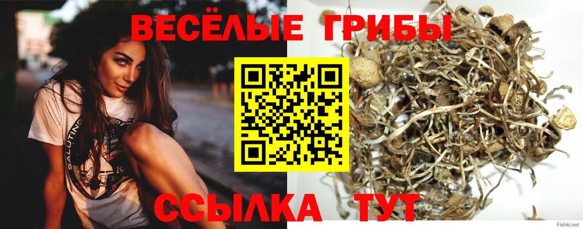 где можно купить наркотик  Вход с VPN  Новочеркасск  Псилоцибиновые грибы MAGIC MUSHROOMS 